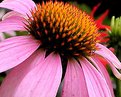 Picture Title - Purple Cone Flower