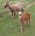 Picture Title - Friendly Goats