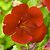 Red flower close-up