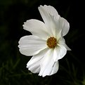 Picture Title - White Flower