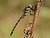 Golden-ringed Dragonfly, Cordulegaster boltonii (Donovan, 1807)