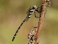 Picture Title - Golden-ringed Dragonfly, Cordulegaster boltonii (Donovan, 1807)