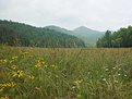 Picture Title - Mountain Meadow