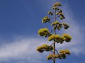 Picture Title - Agave Flowers