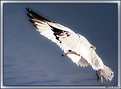 Picture Title - Seagull