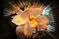 Picture Title - Fading orchid