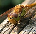 Picture Title - Common Darter 2