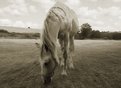 Picture Title - My name is the white horse