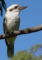 Picture Title - Aussie Kookaburra