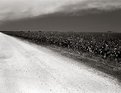 Picture Title - Cornfield Abstract