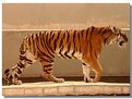 Picture Title - -Tiger-