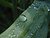 Dew of a cattail leaf