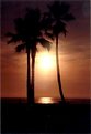 Picture Title - Venice Beach Palms