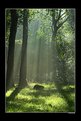 Picture Title - Forest