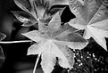 Picture Title - leaf me alone...