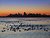 surf scoters at sunrise