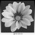 Gazania in Black and White