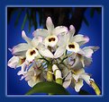 Picture Title - Orchids 2