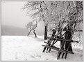 Picture Title - Wintry time...