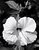 Hibiscus #2