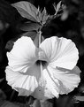 Picture Title - Hibiscus #2