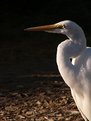 Picture Title - Egret: The Whitest Fishmonger...