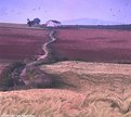 Picture Title - Windey Path in Summer