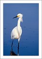 Picture Title - A white Heron in blue water