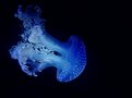 Picture Title - Another creature from the deep