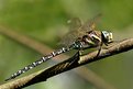 Picture Title - Common Hawker, Aeshna juncea (Linnaeus, 1758)