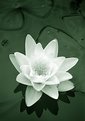 Picture Title - Water lily.