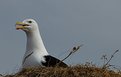 Picture Title - Sea gull.