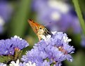 Picture Title - butterfly having dinner