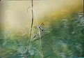 Picture Title - Dragonfly