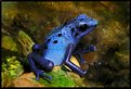 Picture Title - BLUE FROG (Azureus)