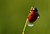 ladybug morning