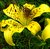 Yellow Lily have the camouflage for Butterfly