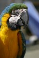 Picture Title - Noogie