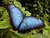 Morpho