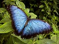 Picture Title - Morpho