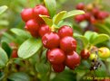 Picture Title - Berries