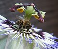 Picture Title - Bee at work on a passionflower