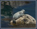 Picture Title - Harbor Seal Pt Lobos Ca