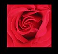 Picture Title - Red Rose