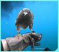 Picture Title - Bird of Prey