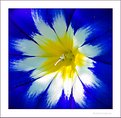 Picture Title - yellow, white and blue