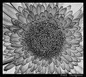 Picture Title - Daisy