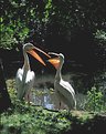 Picture Title - Backlit Pelicans