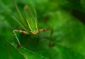 Picture Title - Angry Katydid