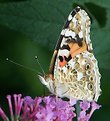 Picture Title - Butterfly on flower